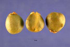   Fruits:   Rhamnus californica,  pyrenes; Photo by J. Hernández, USDA-NRCS Plants Database
